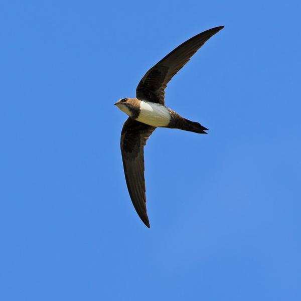 Alpensegler im Flug vor blauem Himmel