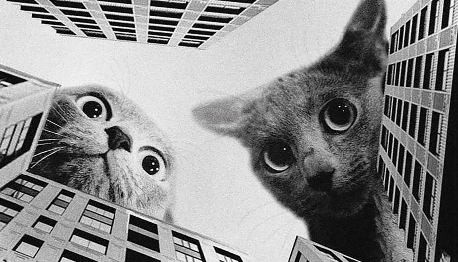 2 überdimensionale Katzenköpfe gucken von Wolkenkratzern herunter