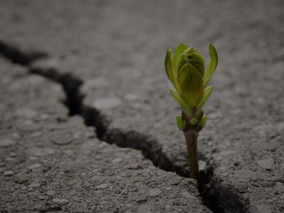 Eine kleine Pflanze aus einer Straßenspalte