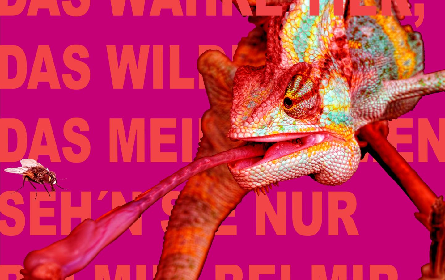 Plakat für Lulu